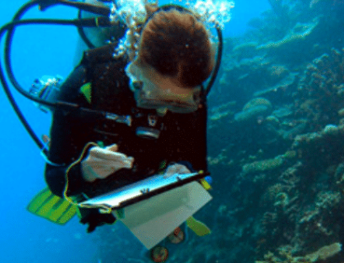Reef Check Trains Divers