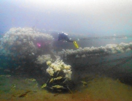 A.C.E. Becomes Southern California’s Newest Dive Site