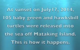 Video title card describing the release of baby green and hawksbill turtles off Mataking Island.