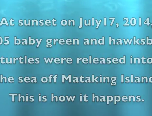 Turtles